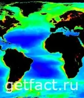 Bedal, Распределение хлорофилла (показателя биомассы фитопланктона) по акватории Атлантического океана. Усредненная картина для года. Окрашенные в синий цвет центральные части океана наиболее бедны фитопланктоном. Более высокая концентрация показана зеленым цветом, еще более высокая — желтым, а самая высокая — оранжевым. Прибрежные районы всегда богаче биогенными элементами и, соответственно, фитопланктоном. По данным NASA. Часть карты с сайта www.nasa.gov